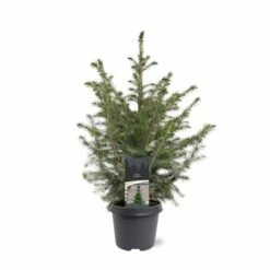 Picea Omorika - Pot 5 Ltr -Planten Winkel 1936765296