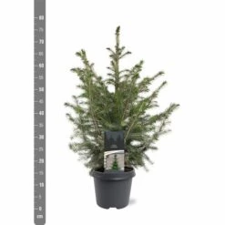 Picea Omorika - Pot 5 Ltr -Planten Winkel 1936765299