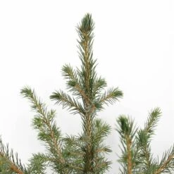 Picea Omorika - Pot 5 Ltr -Planten Winkel 1936765302