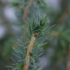Picea Omorika - Pot 5 Ltr -Planten Winkel 1936765305