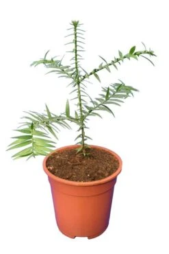 Araucaria Bidwillii - Pot Ø 17 Cm -Planten Winkel 1936766439