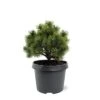Pinus Mugo Mops - Pot 3 Ltr -Planten Winkel 1936767753