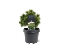 Pinus Mugo Mops - Pot 3 Ltr -Planten Winkel 1936767756