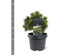 Pinus Mugo Mops - Pot 3 Ltr -Planten Winkel 1936767759