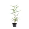 Sequoia Sempervirens - Totale Hoogte 70-90 Cm - Pot 3 Ltr -Planten Winkel 1936768815