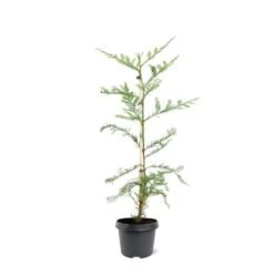 Sequoia Sempervirens - Totale Hoogte 70-90 Cm - Pot 3 Ltr