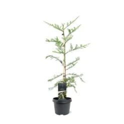 Sequoia Sempervirens - Totale Hoogte 70-90 Cm - Pot 3 Ltr -Planten Winkel 1936768818