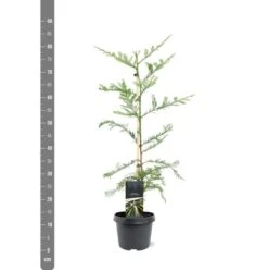 Sequoia Sempervirens - Totale Hoogte 70-90 Cm - Pot 3 Ltr -Planten Winkel 1936768821