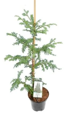 Sequoia Sempervirens - Totale Hoogte 70-90 Cm - Pot 3 Ltr -Planten Winkel 1936768824
