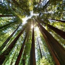 Sequoia Sempervirens - Totale Hoogte 70-90 Cm - Pot 3 Ltr -Planten Winkel 1936768827