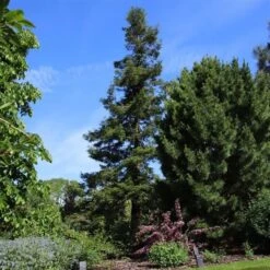 Sequoia Sempervirens - Totale Hoogte 70-90 Cm - Pot 3 Ltr -Planten Winkel 1936768830