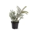 Abies Koreana Silberlocke - Pot 3 Ltr -Planten Winkel 1936769709
