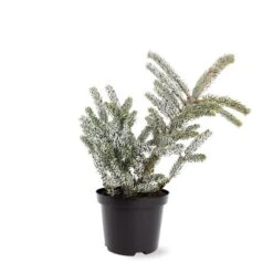 Abies Koreana Silberlocke - Pot 3 Ltr