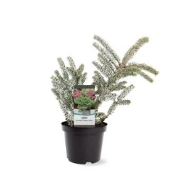 Abies Koreana Silberlocke - Pot 3 Ltr -Planten Winkel 1936769712