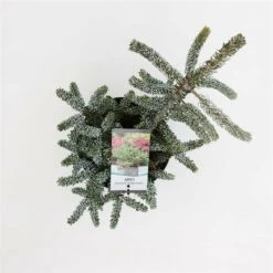 Abies Koreana Silberlocke - Pot 3 Ltr -Planten Winkel 1936769718