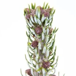 Abies Koreana Silberlocke - Pot 3 Ltr -Planten Winkel 1936769721