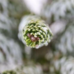 Abies Koreana Silberlocke - Pot 3 Ltr -Planten Winkel 1936769724