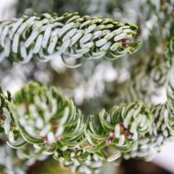 Abies Koreana Silberlocke - Pot 3 Ltr -Planten Winkel 1936769727