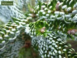 Abies Koreana Silberlocke - Pot 3 Ltr -Planten Winkel 1936769730
