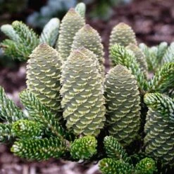 Abies Koreana Silberlocke - Pot 3 Ltr -Planten Winkel 1936769733