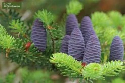 Abies Koreana Silberlocke - Pot 3 Ltr -Planten Winkel 1936769736