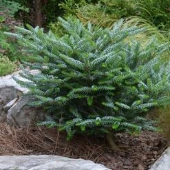 Abies Koreana Silberlocke - Pot 3 Ltr -Planten Winkel 1936769739