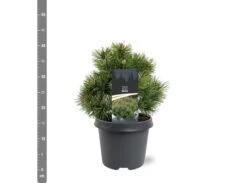 Pinus Mugo Mops - Pot 5 Ltr -Planten Winkel 1936770249