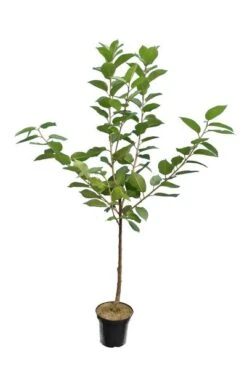 Malus Domestica Elstar - Totale Hoogte 160+ Cm - Pot Ø 26 Cm -Planten Winkel 1937437998