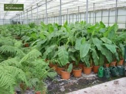 Musa Basjoo - Pot Ø 26 Cm -Planten Winkel 1943405271