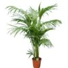 Howea Forsteriana - Totale Hoogte 130-150 Cm - Pot Ø 20 Cm -Planten Winkel 1943431776