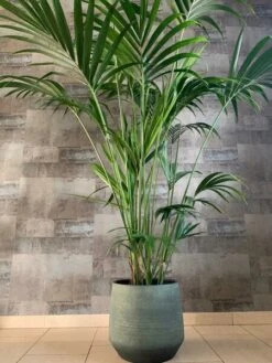 Howea Forsteriana - Totale Hoogte 130-150 Cm - Pot Ø 20 Cm -Planten Winkel 1943431779