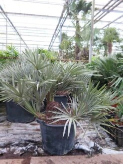Trithrinax Campestris - Stam 15-25 Cm - Totale Hoogte 100-120 Cm - Pot Ø 50 Cm [pallet] -Planten Winkel 1943458389