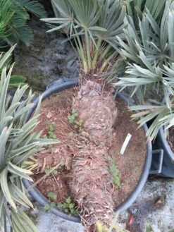 Trithrinax Campestris - Stam 30-40 Cm - Totale Hoogte 110-130 Cm - Pot Ø 60 Cm [pallet] -Planten Winkel 1943458707