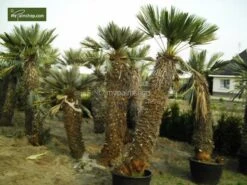 Trithrinax Campestris - Stam 30-40 Cm - Totale Hoogte 110-130 Cm - Pot Ø 60 Cm [pallet] -Planten Winkel 1943458713