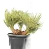 Trithrinax Campestris - Stam 20-30 Cm - Totale Hoogte 90-110 Cm - Pot Ø 50 Cm [pallet]