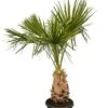 Livistona Decipiens - Stam 60+ Cm - Totale Hoogte 200+ Cm - Pot Ø 50 Cm [pallet] -Planten Winkel 1943729790