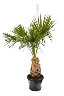 Livistona Decipiens - Stam 60+ Cm - Totale Hoogte 200+ Cm - Pot Ø 50 Cm [pallet]