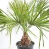 Livistona Decipiens - Stam 30+ Cm - Totale Hoogte 130-150 Cm - Pot Ø 50 Cm [pallet] -Planten Winkel 1943729994