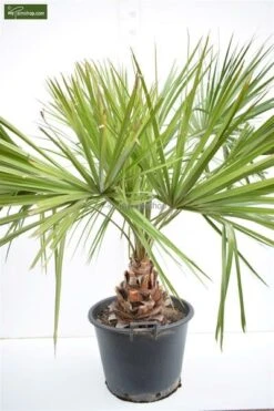 Livistona Decipiens - Stam 30+ Cm - Totale Hoogte 130-150 Cm - Pot Ø 50 Cm [pallet]