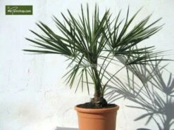 Livistona Decipiens - Stam 30+ Cm - Totale Hoogte 130-150 Cm - Pot Ø 50 Cm [pallet] -Planten Winkel 1943729997