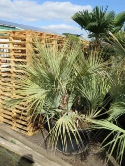 Nannorrhops Sp. Silver Iran - Stam 50-70 Cm - Totale Hoogte 200+ Cm - Pot Ø 100 Cm [pallet] -Planten Winkel 1943730186