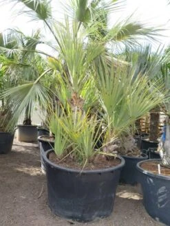 Nannorrhops Sp. Silver Iran - Stam 50-70 Cm - Totale Hoogte 200+ Cm - Pot Ø 100 Cm [pallet] -Planten Winkel 1943730189