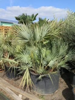 Nannorrhops Sp. Silver Iran - Stam 50-70 Cm - Totale Hoogte 200+ Cm - Pot Ø 100 Cm [pallet] -Planten Winkel 1943730192
