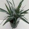Dianella Blue Stream - Pot 5 Ltr