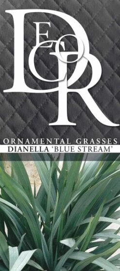 Dianella Blue Stream - Pot 5 Ltr -Planten Winkel 1945516503