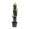 Taxus Baccata Fastigiata Robusta - Totale Hoogte 60-80 Cm - Pot 3 Ltr -Planten Winkel 1946664075