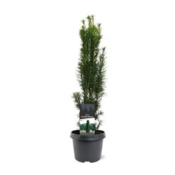 Taxus Baccata Fastigiata Robusta - Totale Hoogte 60-80 Cm - Pot 3 Ltr -Planten Winkel 1946664078