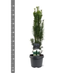 Taxus Baccata Fastigiata Robusta - Totale Hoogte 60-80 Cm - Pot 3 Ltr -Planten Winkel 1946664081