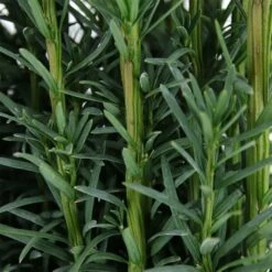 Taxus Baccata Fastigiata Robusta - Totale Hoogte 60-80 Cm - Pot 3 Ltr -Planten Winkel 1946664084