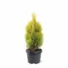 Thuja Occidentalis Golden Smaragd - Totale Hoogte 90-110 Cm - Pot 3 Ltr -Planten Winkel 1947431007